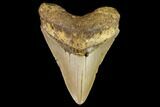 Fossil Megalodon Tooth - North Carolina #109684-1